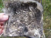 Tree Swallow nest with fecal material, after successful fledging. Photo by Bet Zimmerman