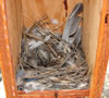 Violet-Green Swallow nest, photo by Zell Lundberg