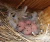 Violet-green Swallow nestlings. Photo by Zell Lundberg