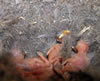 White-breasted nuthatch nestlings. Bet Zimmerman photo
