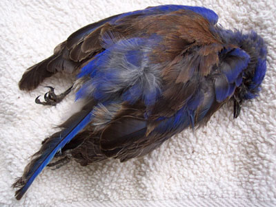Male WEBL killed by HOSP. Photo by Claudia Daigle.