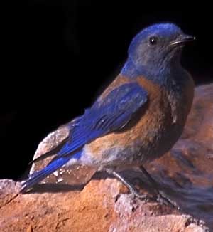 WEBL male