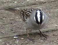 White-crowned Sparrow. Photo by John Beaudette.